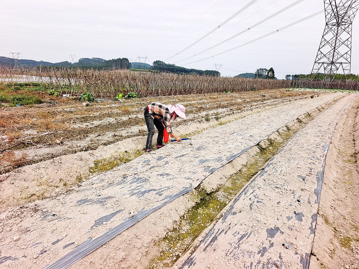     江南区江西镇的村民在播撒种子。    本报通讯员凌继远 摄