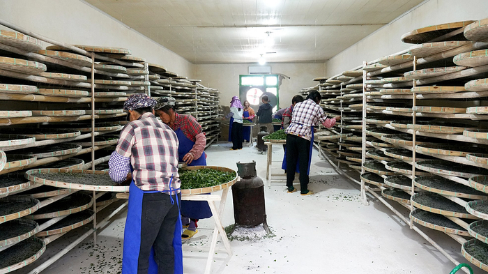     那楼镇的村民在喂蚕吃桑叶。    本报记者蓝梦 摄