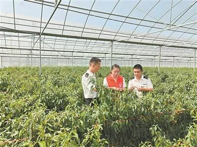 ▲ 永丰县辣椒种植大棚。