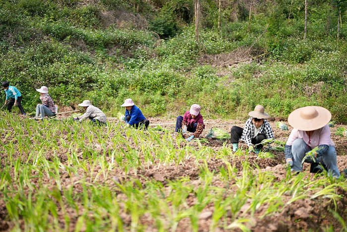     在邕宁区中和镇方村村韭菜花种植示范基地的田间地头，农民抢抓农时栽种幼苗。本报通讯员王涛 摄