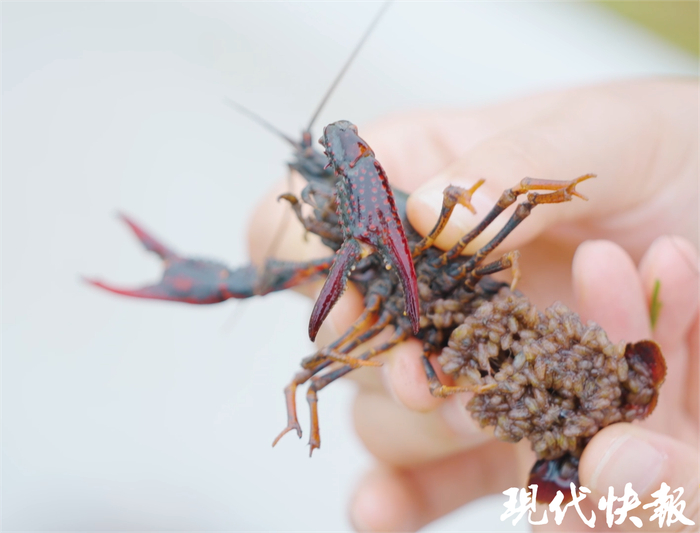 小龙虾水花苗