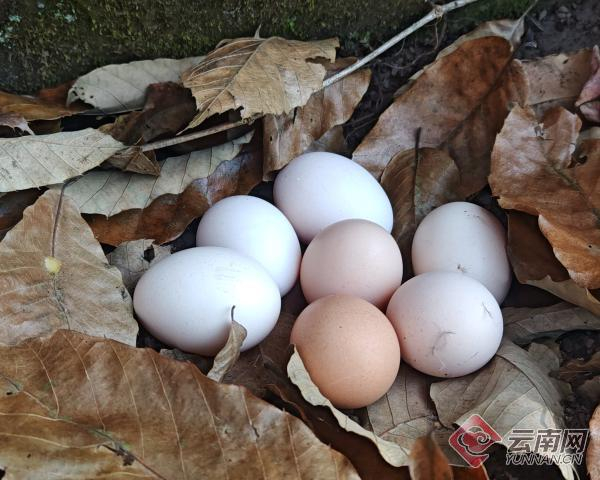 土鸡蛋