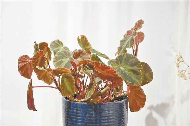 　　黑蛊流萤秋海棠（本组图/植物园 提供）