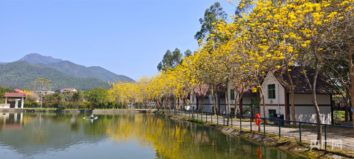 鹭凯生态庄园内的黄花风铃木正值花期（央广网记者  张子剑  摄）