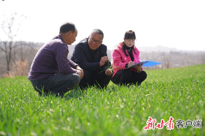 农技专家田间指导春管。图片均由新甘肃·甘肃日报通讯员陈争强摄
