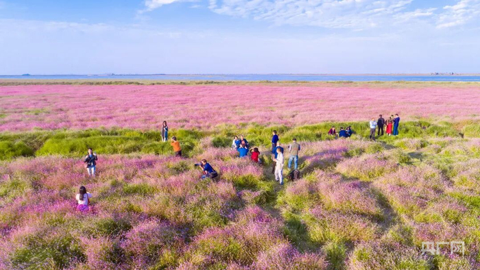 在余干水域，成片的蓼子花与湖水、草甸交织成一幅自然画卷（央广网发  余干县融媒体中心供图）