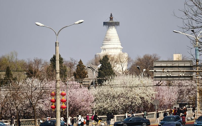 阜成门，花拥白塔。新京报记者 王巍 摄