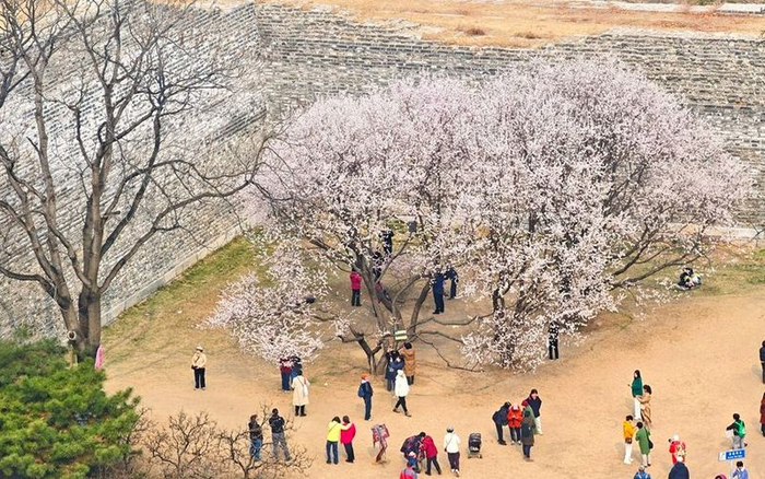 明城墙遗址公园，古垣山桃。新京报记者 王巍 摄