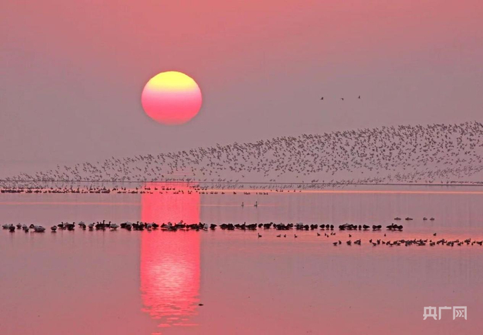 万千候鸟振翅掠过长空，与夕阳剪影交织成一幅灵动的生态画卷（央广网发  余干县融媒体中心供图）