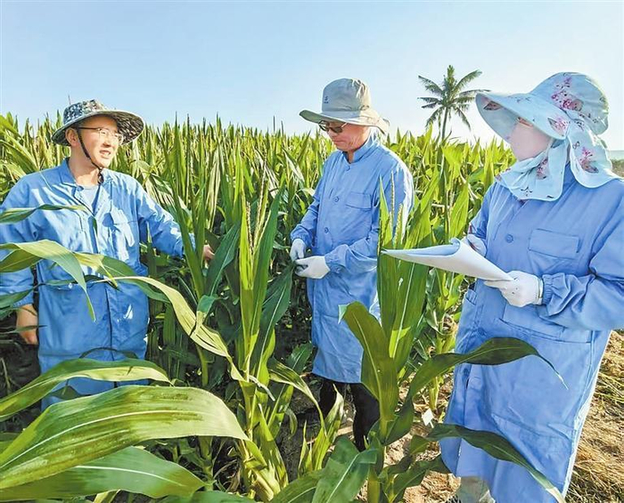     科技人员记录玉米生长数据。省农科院供图