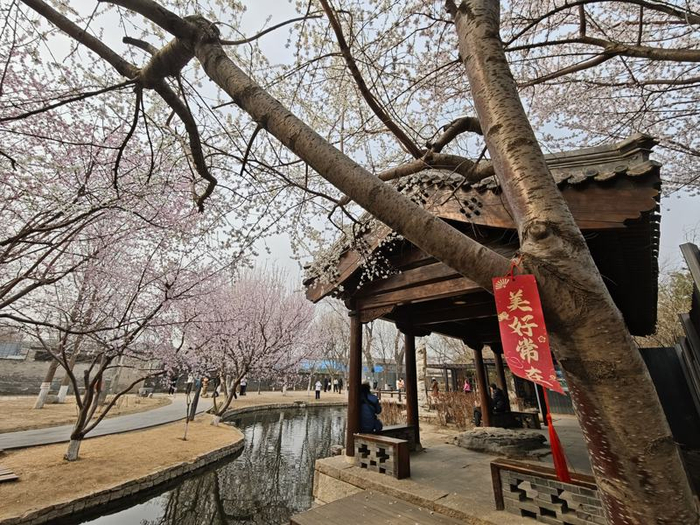 三里河公园，水岸桃花。新京报记者 王巍 摄
