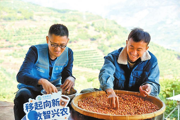 咖啡鲜果分拣。