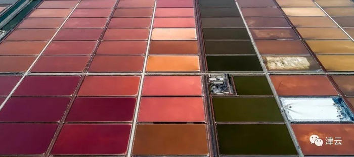 长芦汉沽盐场七彩盐田