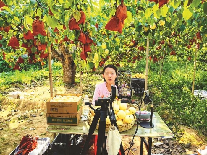         图为鸭梨销售时节，一品一播主播在梨园直播卖货。    