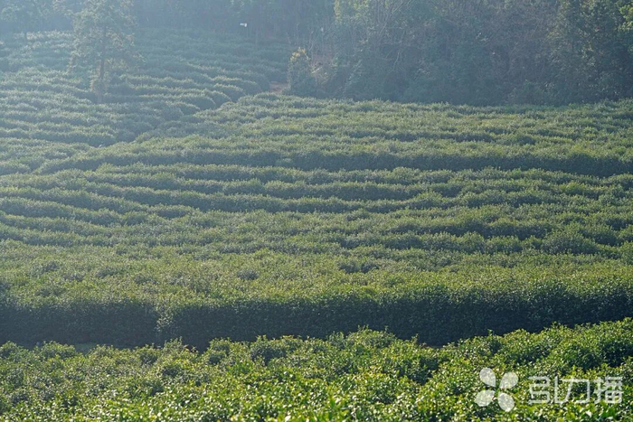 成片的茶田。苏报融媒记者 李渊/摄