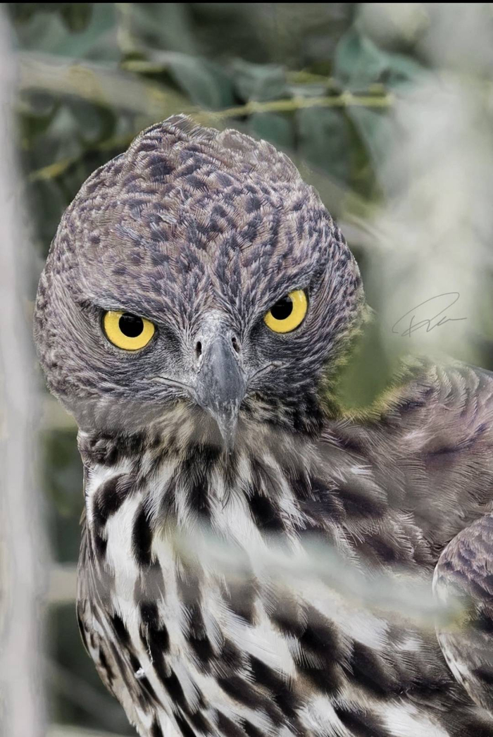 凤头鹰雕 图据懂鸟