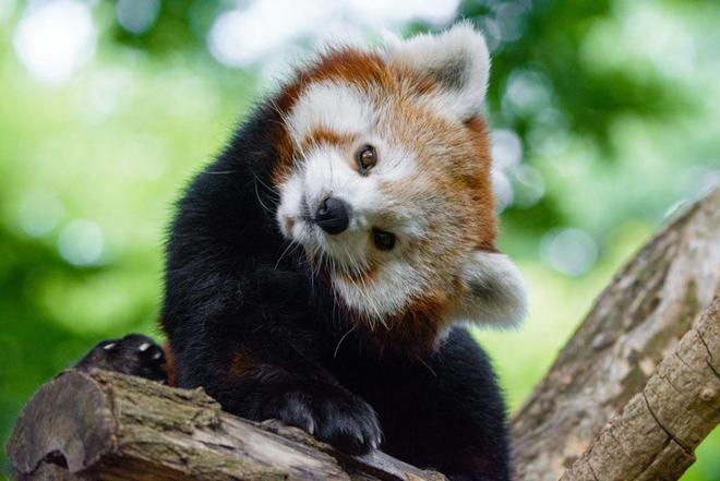 图源：Red Panda Network