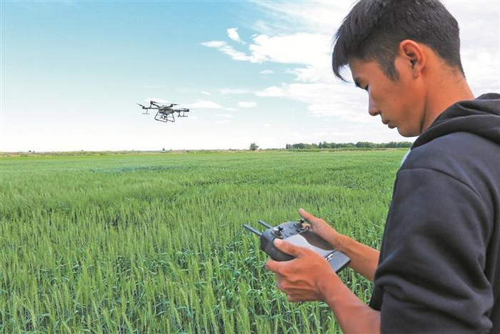     十师一八三团麦田里，尹阳普操控植保无人机对小麦开展飞防作业（资料图片）。    兵团日报常驻记者  李正虎  摄