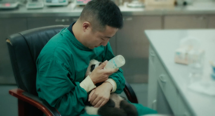 （上图：饲养员“奶爸”替熊猫妈妈带娃，给熊猫宝宝喂奶中）