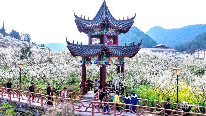 游人穿梭花林间，观赏李花（央广网发  张洪权  摄）