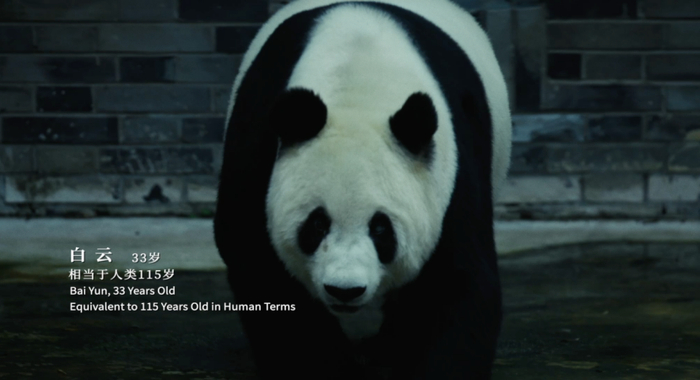 （上图：老年熊猫“白云”）