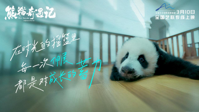 （上图：小熊猫在