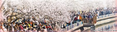 朝阳区十里堡二道沟河两岸桃花进入盛花期