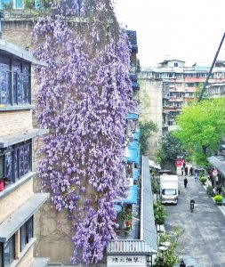 　　成都抚琴街南一巷一居民楼的紫藤花“瀑布”火出圈。 刘陈平摄