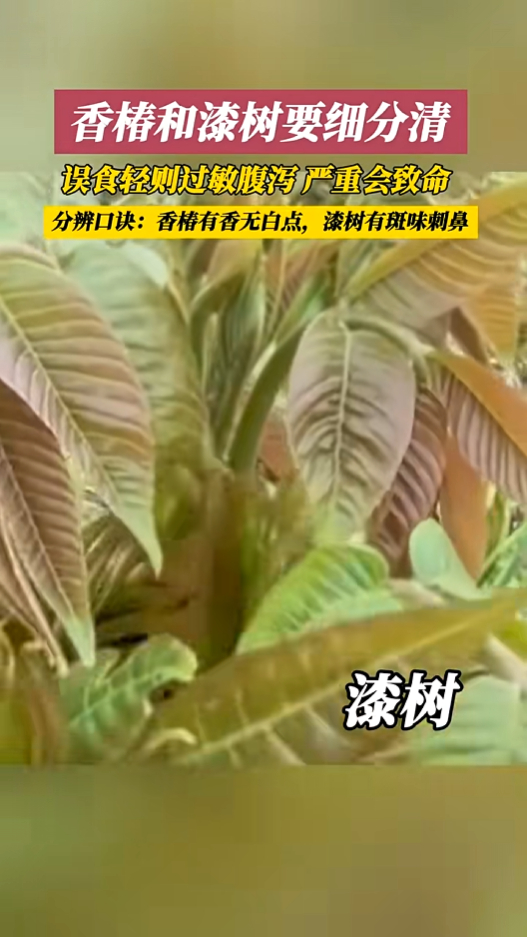 来源：烟台水母网视频号