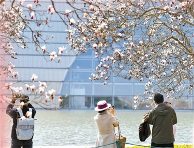 国家大剧院玉兰迎来最佳观赏期