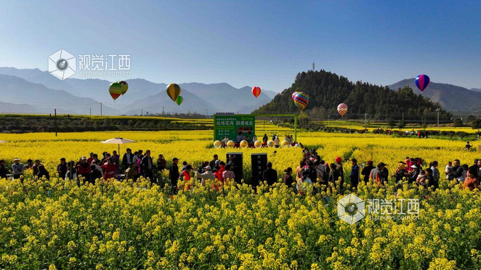 油菜花海迎客来（詹求昊 摄）