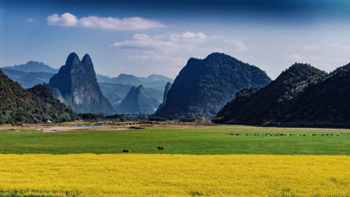 永福县的金鸡湖大草原油菜花盛放。青山为幕，碧草为毯，一幅春日山水田园画卷在天地间铺展。（永福县纪委监委供　邱岗诚/摄）