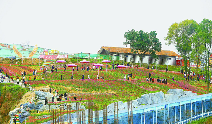     重庆市大渡口区金鳌村云上田园景区，市民们徜徉在郁金香花海中，感受美丽乡村。