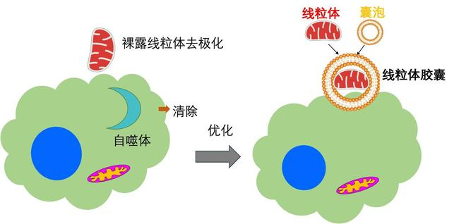 ▲ 图 1 线粒体胶囊移植策略图