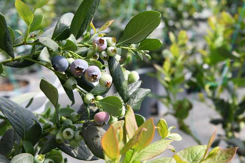 新鲜蓝莓。