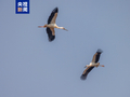 东方白鹳、白枕鹤……北京密云迎来候鸟迁徙高峰