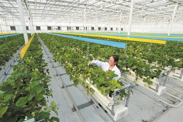     工作人员在江苏昆山陆家未来智慧田园“A+温室工场”进行草莓基本特性检测（资料图片）。新华社记者  李博  摄