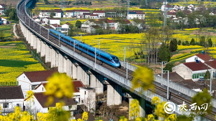 春日里，飞驰的高铁穿越汉中油菜花海  摄影 罗文登