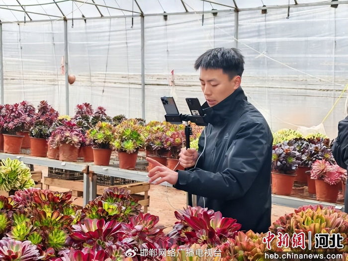 图为鸡泽县主播正在直播讲解多肉养护技巧。 苑卉鑫 摄