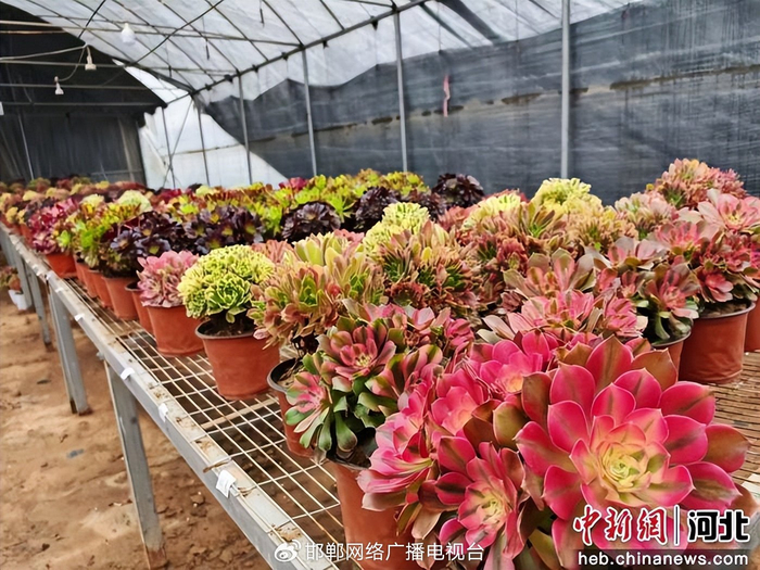 图为鸡泽县小寨镇宝妹家庭农场的多肉植物。 苑卉鑫 摄