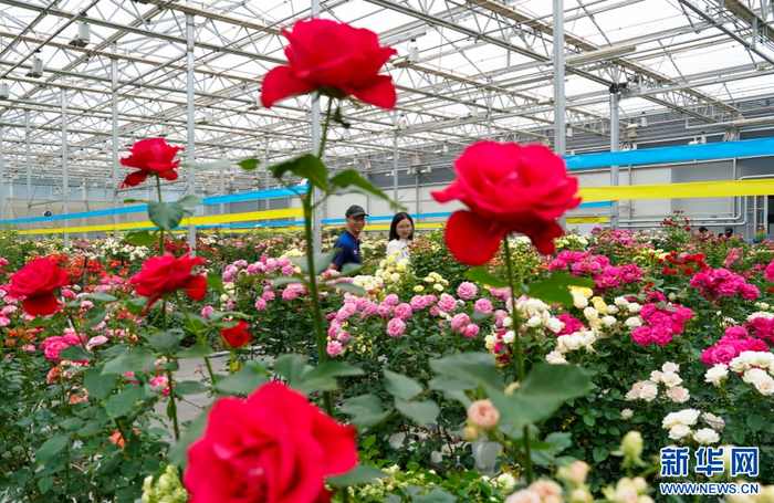 1月22日，昆明斗南国际花卉技术创新中心大棚内的月季新品种。新华社记者 陈欣波 摄