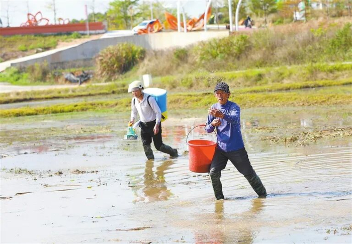 村民在太空莲种植基地施有机肥