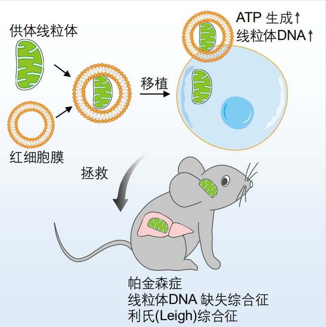 ▲ 图 4 “线粒体胶囊”移植显著缓解线粒体疾病和帕金森症模型动物的功能障碍