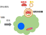 我国科学家开发线粒体移植新技术，为重大疾病“细胞器治疗”提供新策略