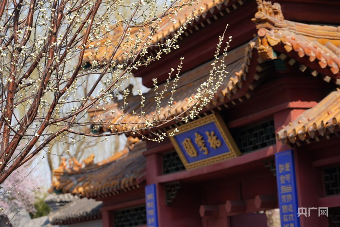 北运河畔桃花灼灼、春意盎然（央广网记者  周思杨  摄）