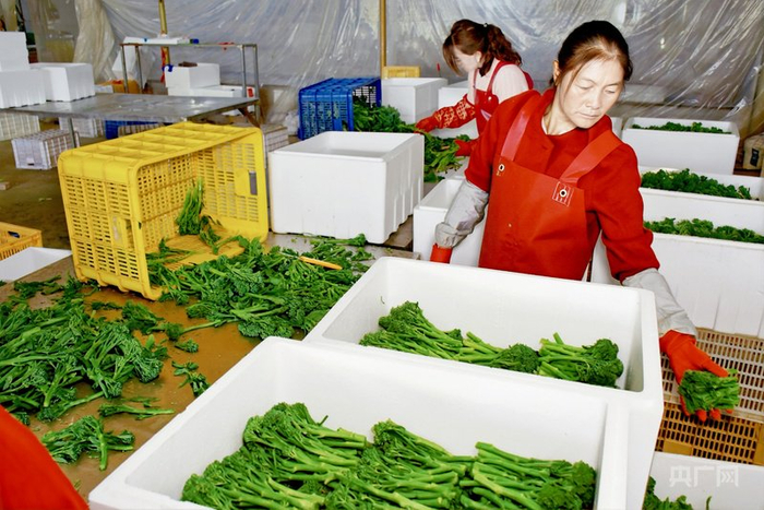 村民正在分拣甜杆西兰苔（央广网记者  龚雯  摄）