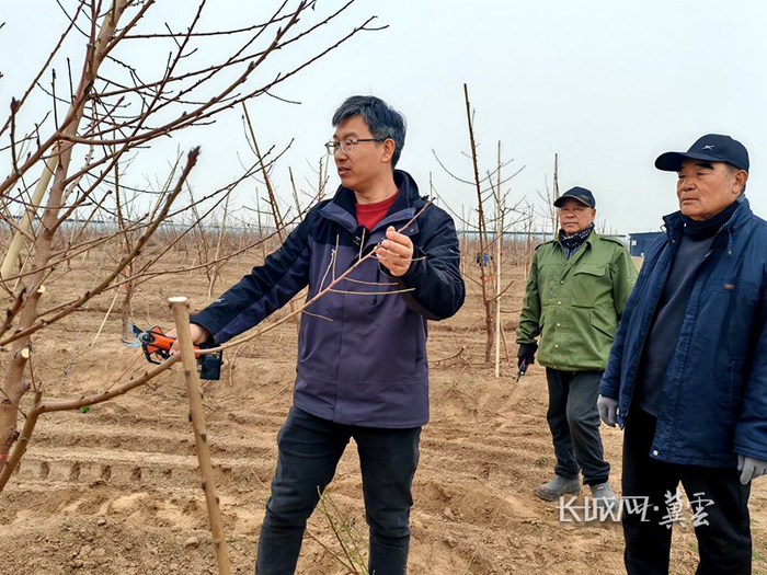 王越辉给工人示范剪枝技巧。长城网·冀云客户端记者 吴苗苗 摄