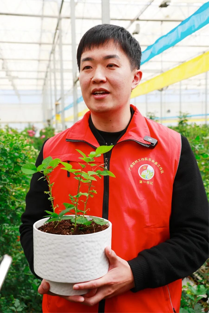 中共百色市委宣传部派驻百坭村第一书记陈竑任手持“文秀”月季花苗（3月18日摄）。新华网 赵普凡 摄