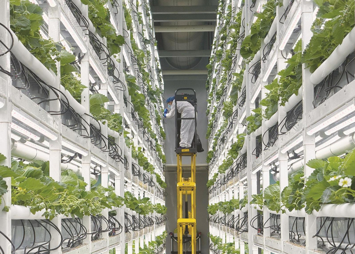 ↑草莓种植基地。