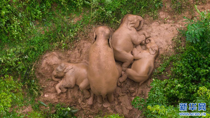 大象带着小象在森林中小憩（2025年6月28日摄）。新华网发（周晨浩 摄）